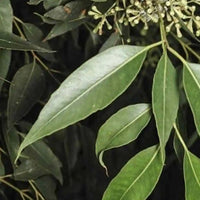 Tallowwood (Eucalyptus microcorys) - Ladybird Nursery