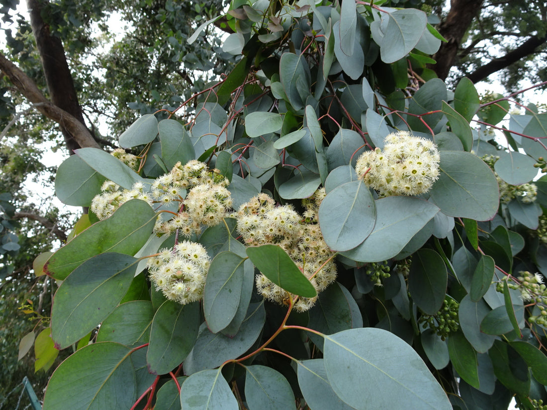 Red Box (Eucalyptus polyanthemos) - Ladybird Nursery