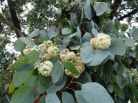 Red Box (Eucalyptus polyanthemos) - Ladybird Nursery