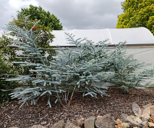 Silver-leaved Mountain Gum 'Baby Blue' (Eucalyptus pulverulenta)