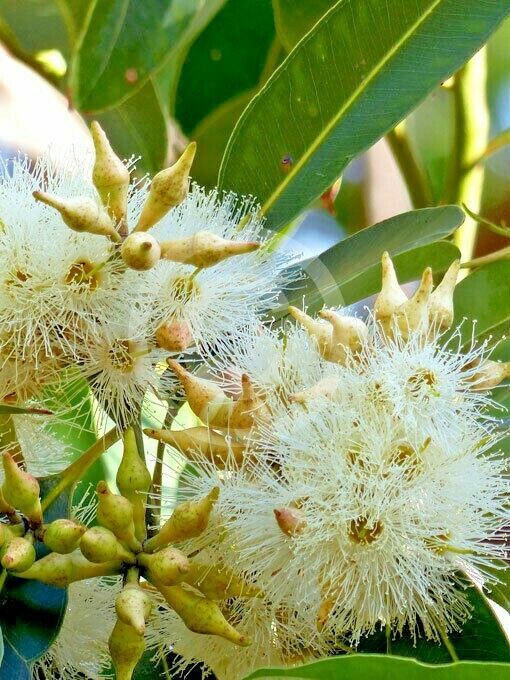 Swamp Mahogany (Eucalyptus robusta) - Ladybird Nursery