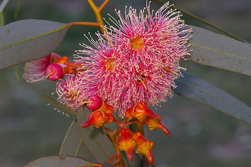 Coral Gum (Eucalyptus torquata) - Ladybird Nursery