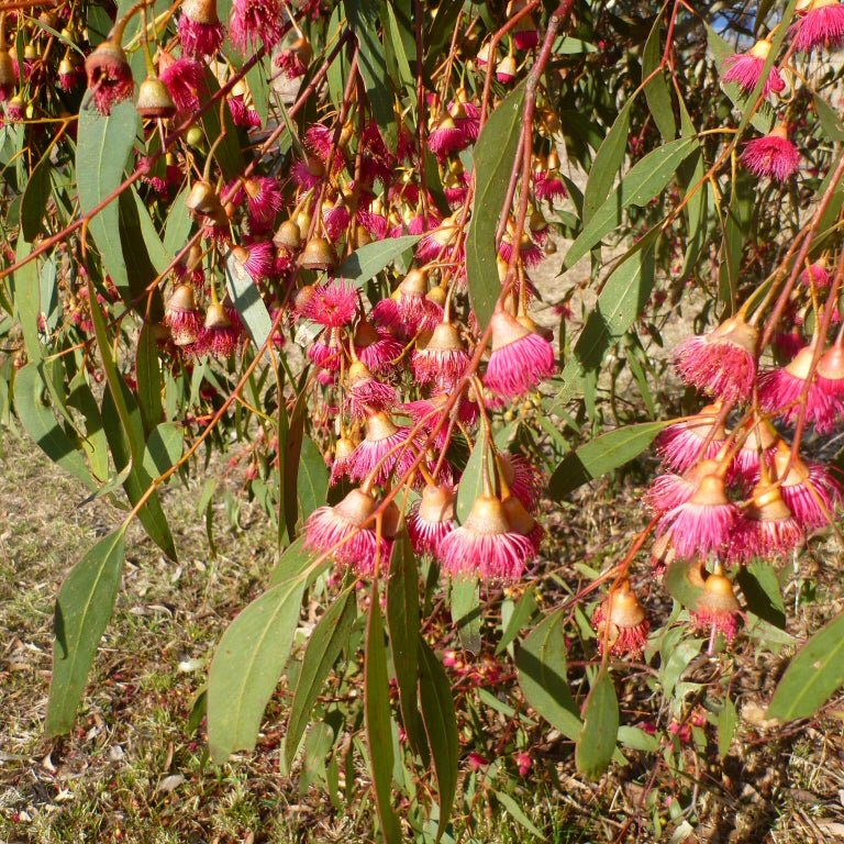 Eucalyptus ‘Large Fruited Whitewood’ (Leucoxylon var. macrocarpa 'Rosea') - Ladybird Nursery