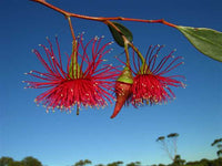 Hot Threads Eucalyptus (Eucalyptus erythronema) - Ladybird Nursery
