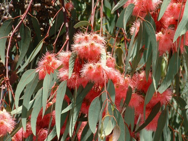 Red - Flowering Yellow Gum (Eucalyptus leucoxylon Rosea) - Ladybird Nursery