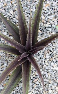Dark Star Pineapple Lily (Eucomis zambesiaca)