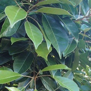 Eumundi Quandong (Elaeocarpus eumundi) - Ladybird Nursery
