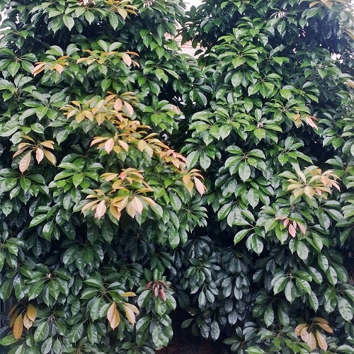 Eumundi Quandong (Elaeocarpus eumundi)