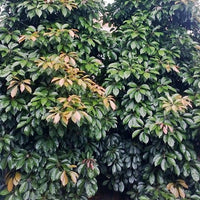 Eumundi Quandong (Elaeocarpus eumundi) - Ladybird Nursery