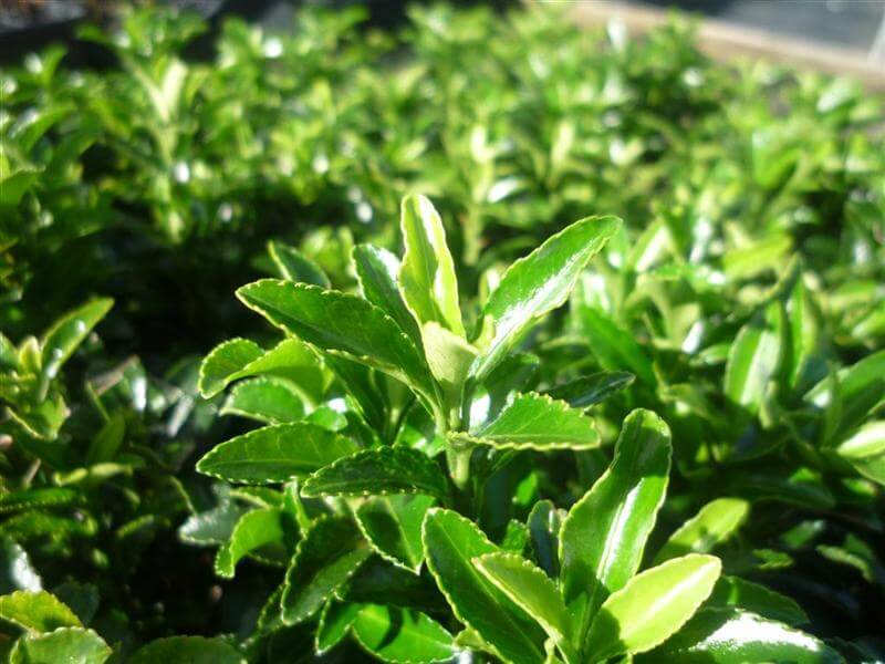 Tom Thumb Spindle microphyllus (Euonymus japonicus) - Ladybird Nursery