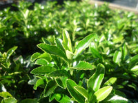 Tom Thumb Spindle microphyllus (Euonymus japonicus) - Ladybird Nursery