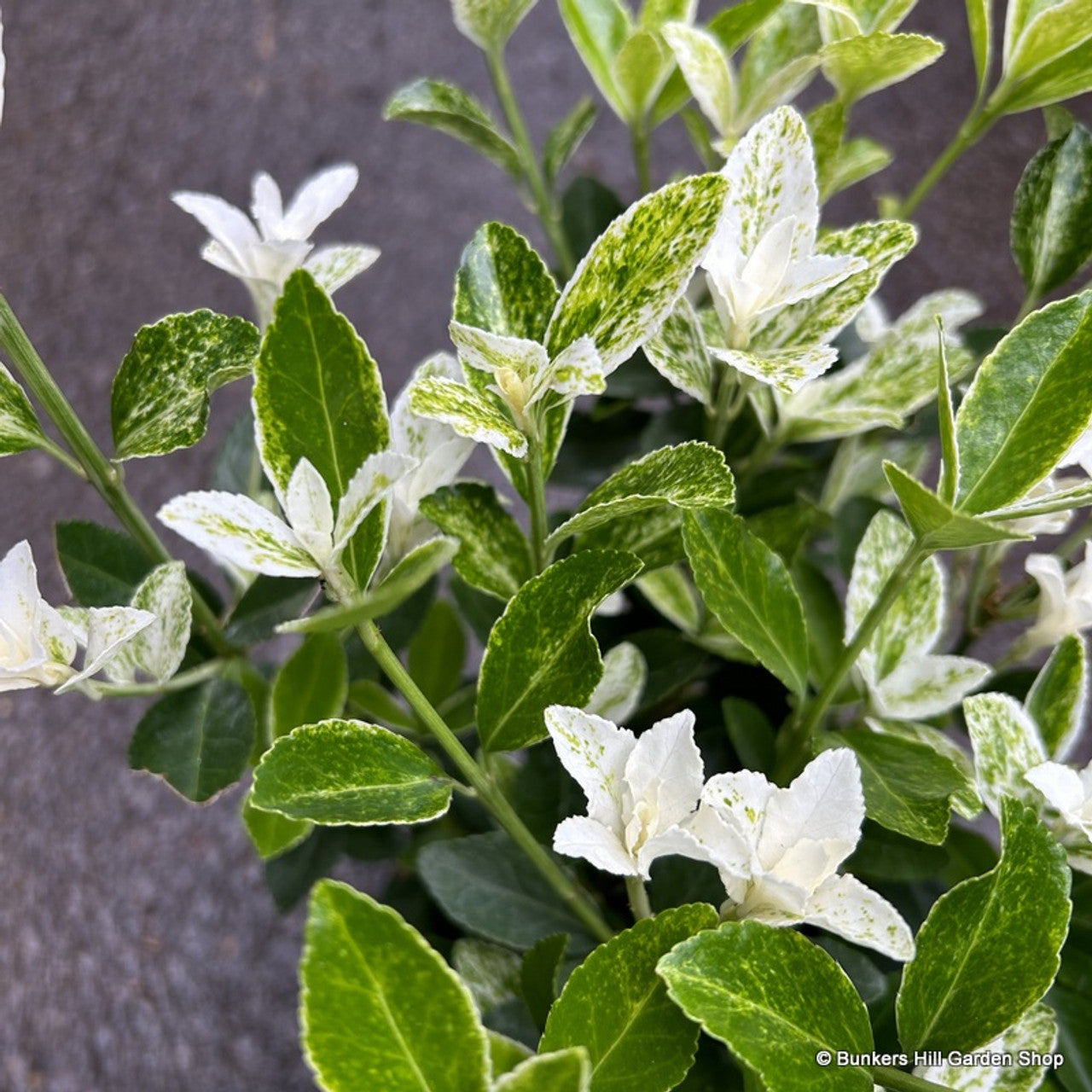 Pierrolino Spindle (Euonymus japonicus)