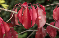 Red Wine Euonymus (Euonymus grandiflorus)