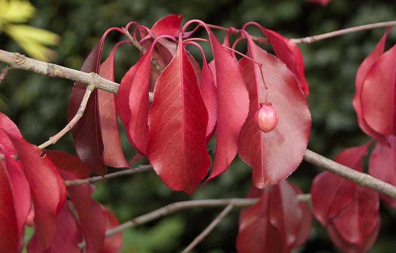Red Wine Euonymus (Euonymus grandiflorus) - Ladybird Nursery