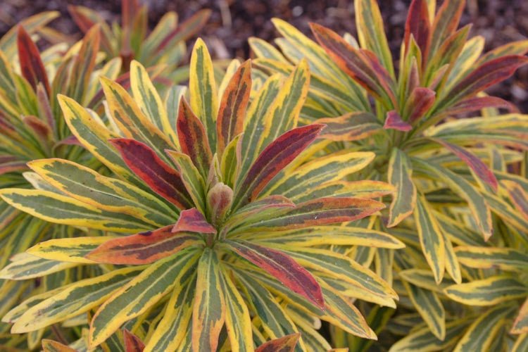 Rainbow Spurge (Euphorbia Ascot) - Ladybird Nursery