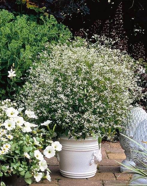 Diamond Frost Spurge (Euphorbia graminea)