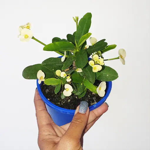 Hermes Crown of Thorns (Euphorbia milii)