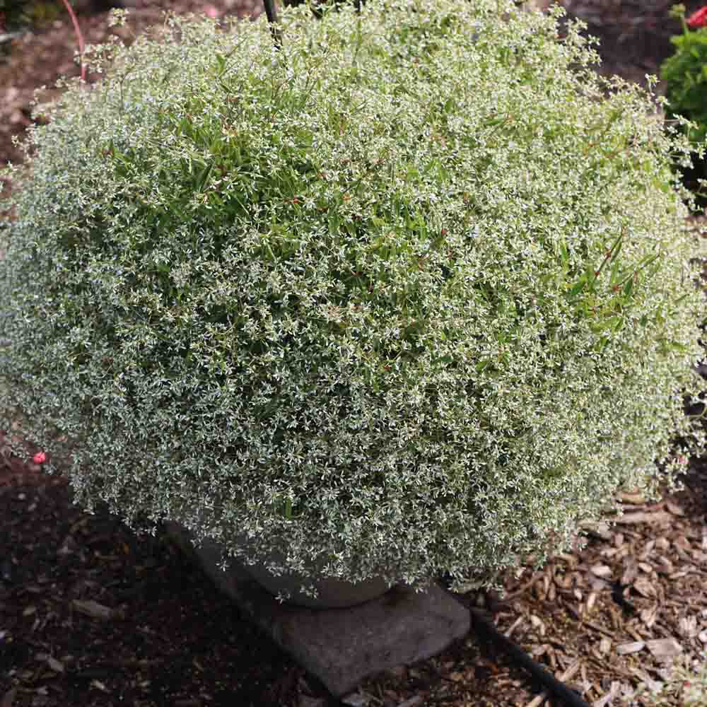 White Sparkles (Euphorbia Stardust)
