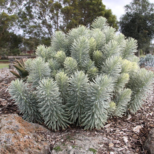 Tasmanian Tiger Spurge (Euphorbia characias) - Ladybird Nursery