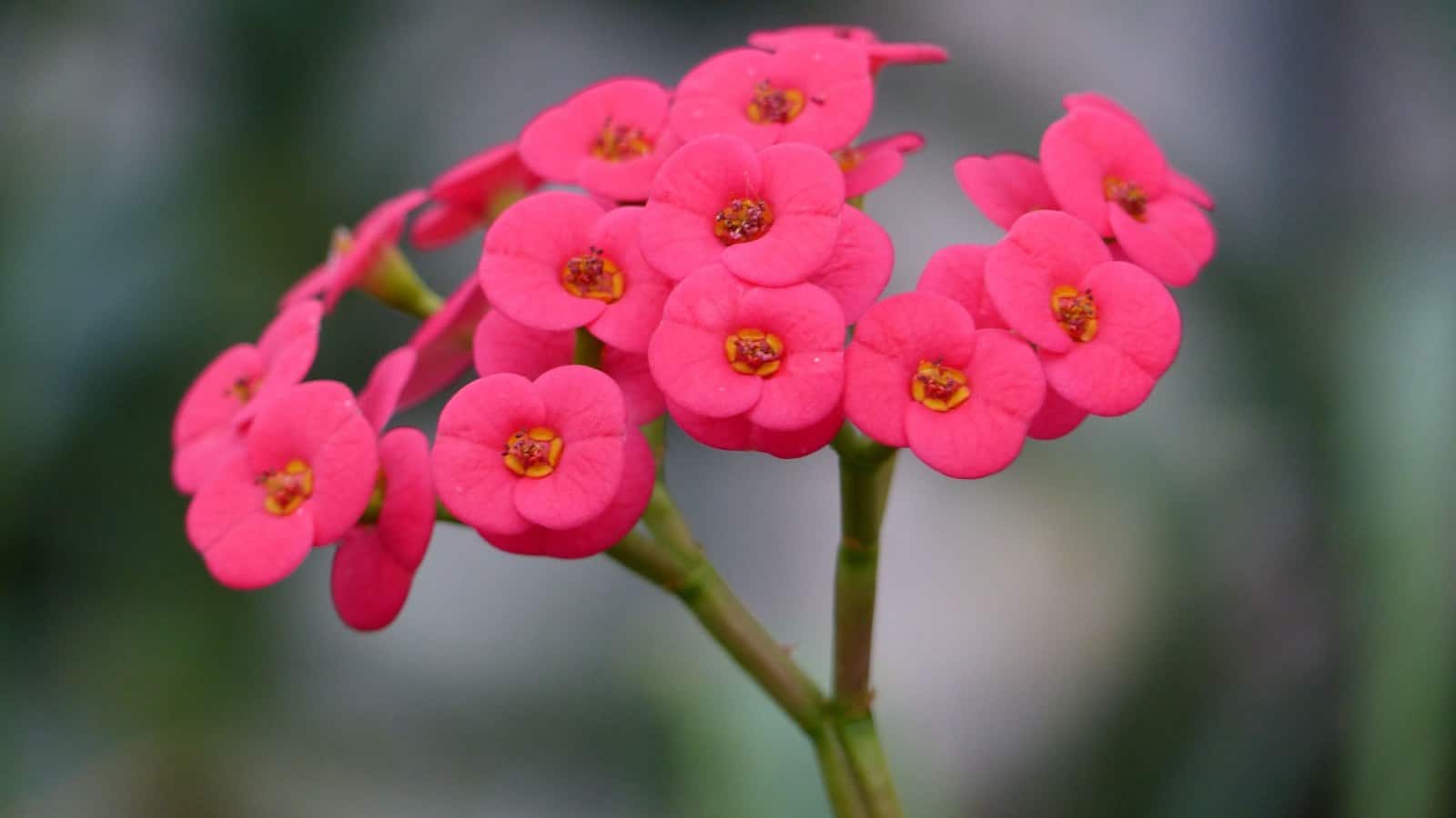Somona Crown of Thorns (Euphorbia milii) - Ladybird Nursery