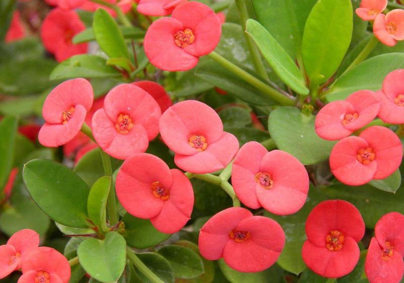 Crown of Thorns (Euphorbia milii) - Ladybird Nursery