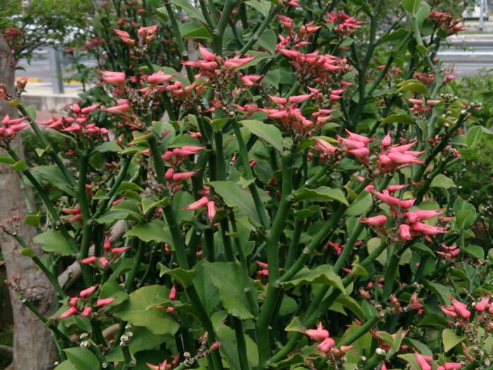 Zig Zag Plant (Euphorbia tithymaloides) - Ladybird Nursery