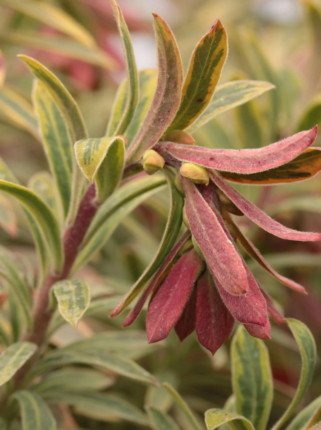 Ascot Rainbow Spurge martini (Euphorbia x) - Ladybird Nursery