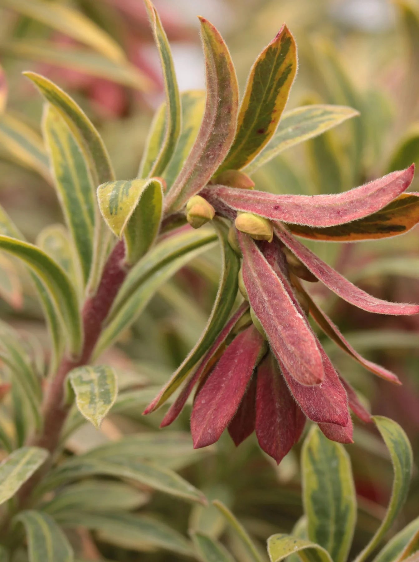 Ascot Rainbow Spurge martini (Euphorbia x) - Ladybird Nursery
