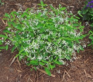 Diamond Frost Spurge (Euphorbia graminea) - Ladybird Nursery