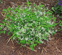Diamond Frost Spurge (Euphorbia graminea) - Ladybird Nursery