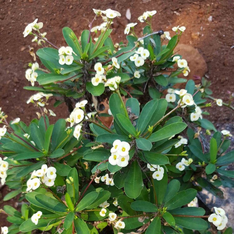 Hermes Crown of Thorns (Euphorbia milii)