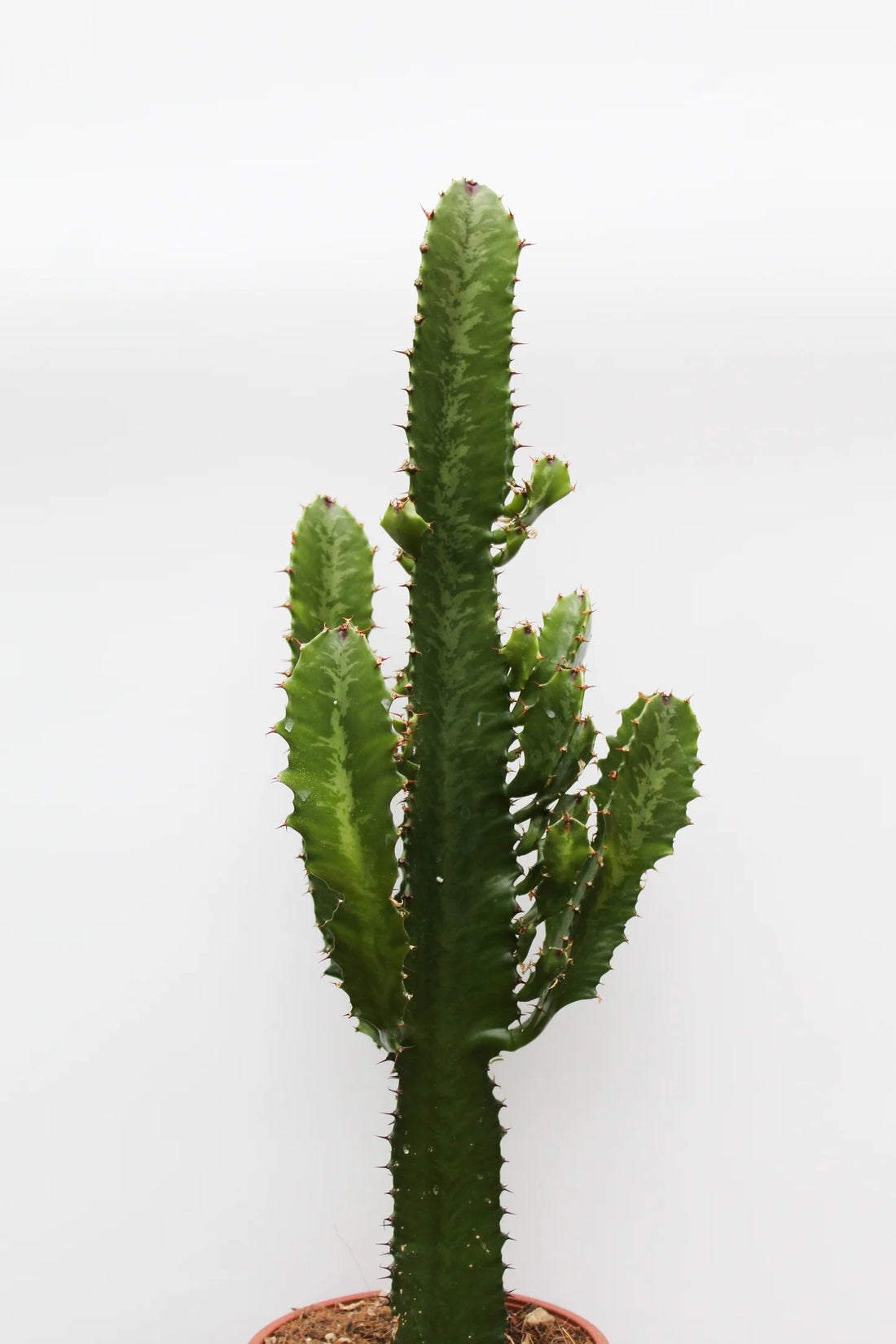 Cowboy Cactus (Euphorbia Cowboy) - Ladybird Nursery