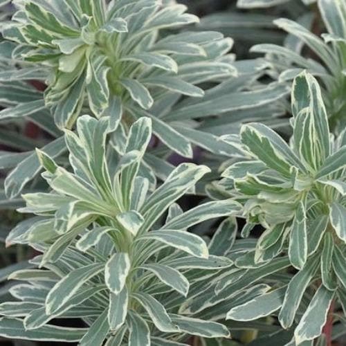 Silver Swan Spurge (Euphorbia characias) - Ladybird Nursery