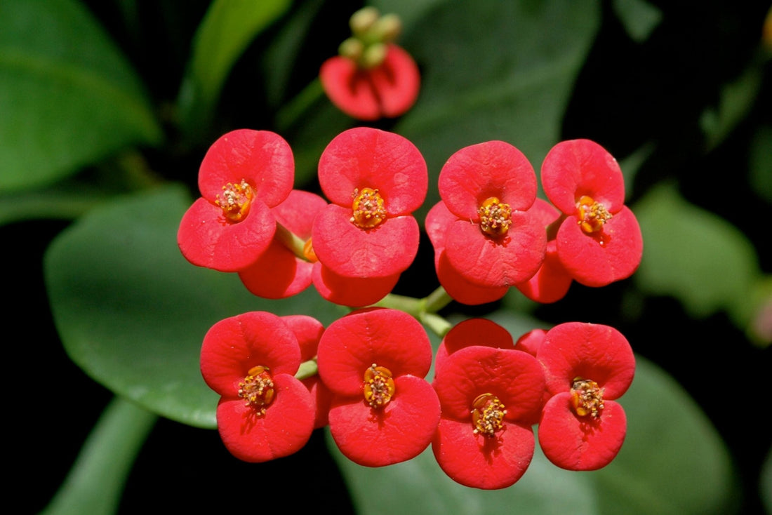 Crown of Thorns (Euphorbia milii) - Ladybird Nursery