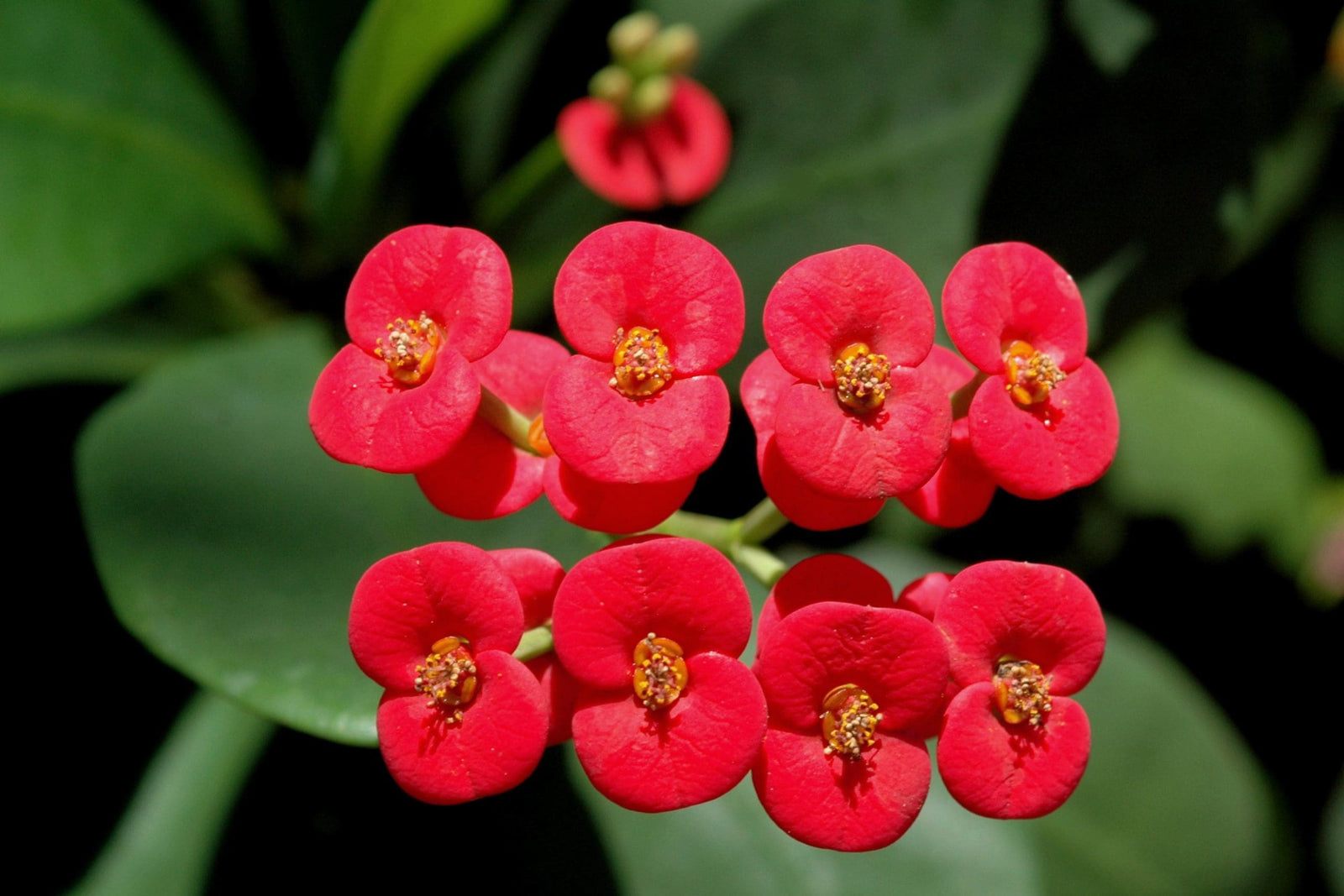 Venus Crown of Thorns (Euphorbia milii) - Ladybird Nursery