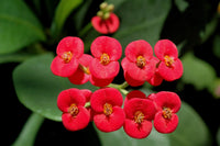 Venus Crown of Thorns (Euphorbia milii)