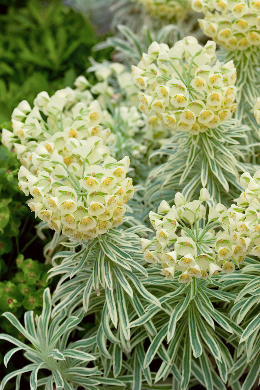 Tasmanian Tiger Spurge (Euphorbia characias)