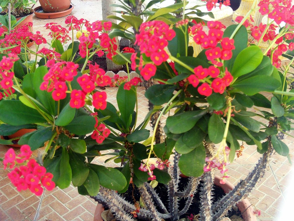 Crown of Thorns (Euphorbia milii) - Ladybird Nursery
