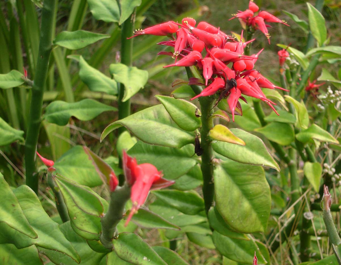 Zig Zag Plant (Euphorbia tithymaloides) - Ladybird Nursery