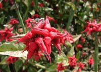 Zig Zag Plant (Euphorbia tithymaloides)