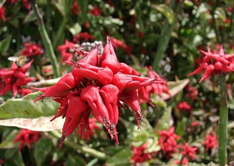 Zig Zag Plant (Euphorbia tithymaloides) - Ladybird Nursery