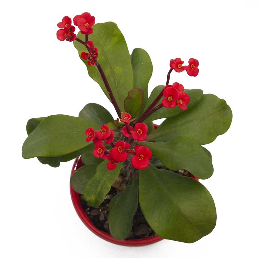 Somona Crown of Thorns (Euphorbia milii) - Ladybird Nursery