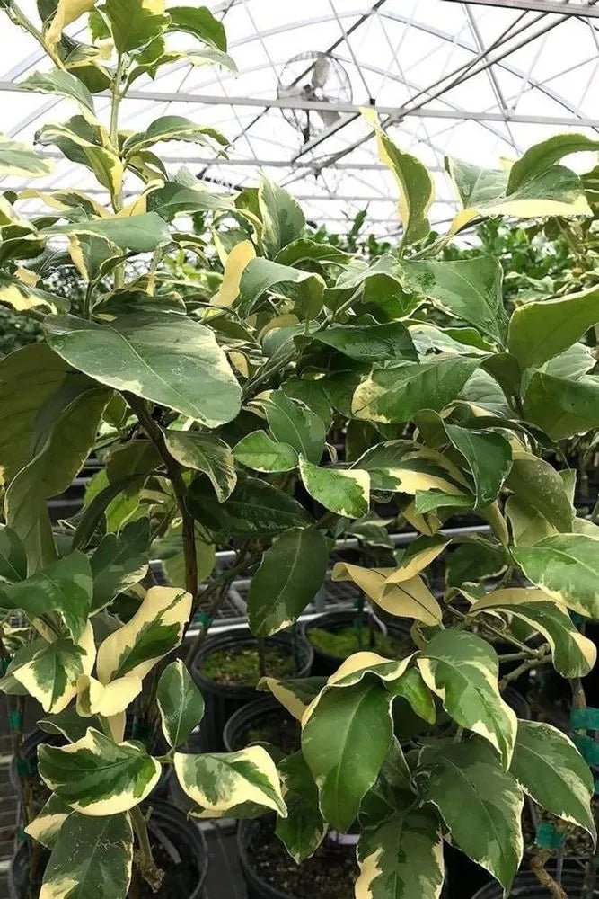 Lemon Variegated 'Eureka' (QLD Only) - Ladybird Nursery
