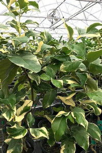 Lemon Variegated 'Eureka' (QLD Only) - Ladybird Nursery