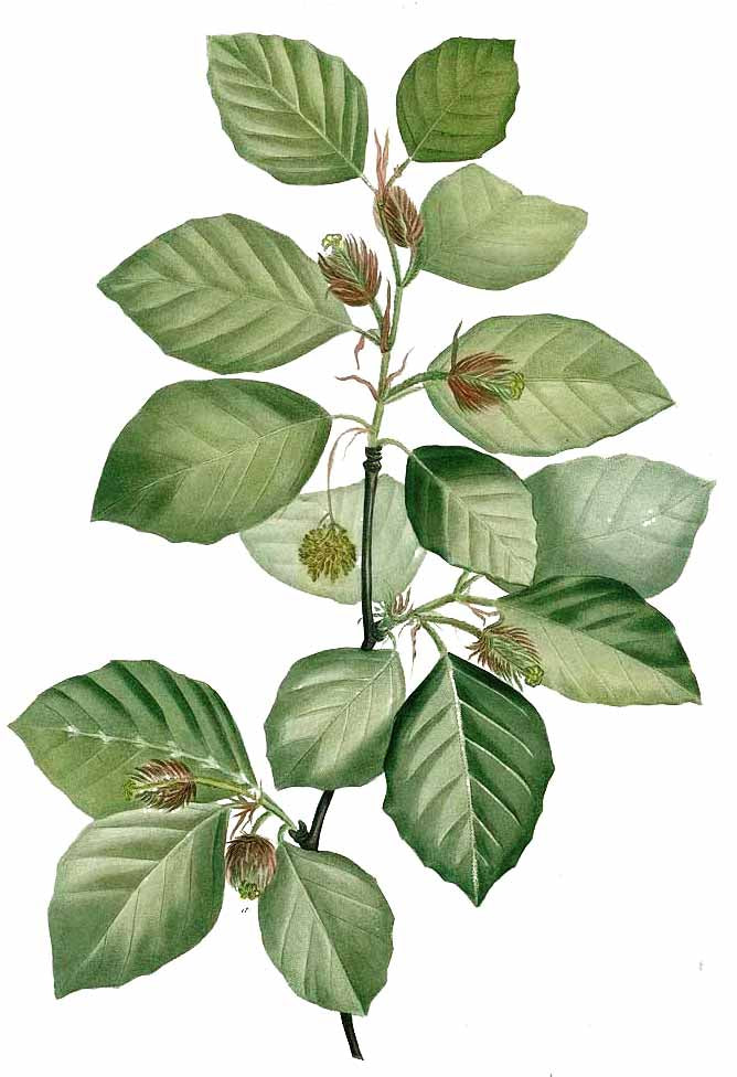 European Beech (Fagus sylvatica)