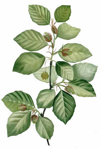 European Beech (Fagus sylvatica)