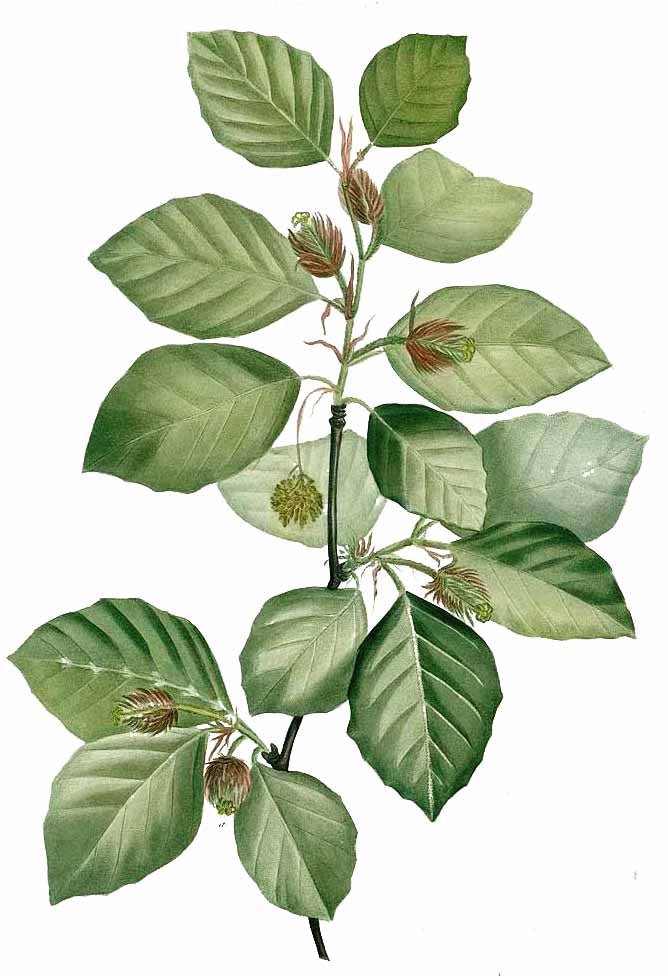 European Beech (Fagus sylvatica) - Ladybird Nursery