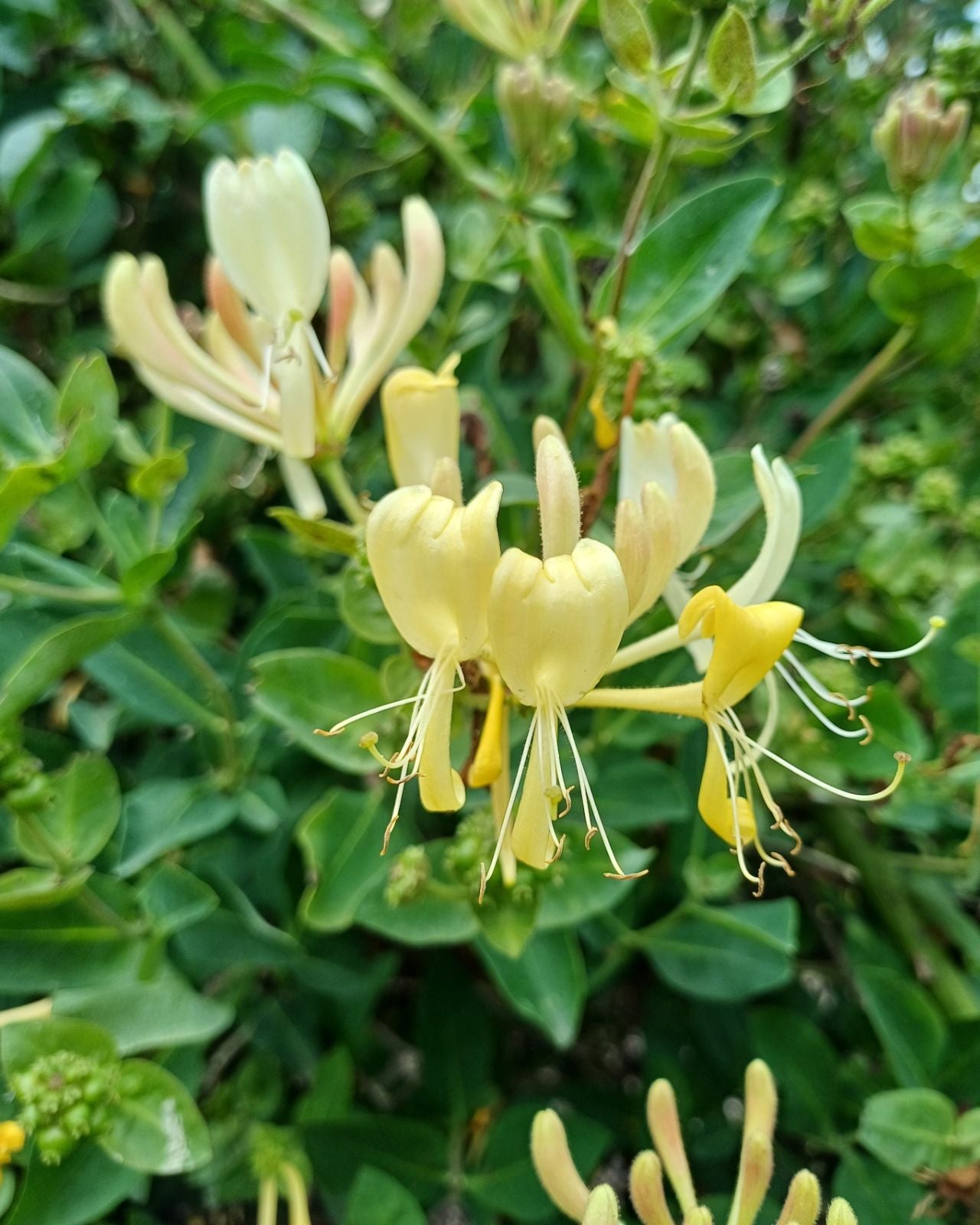 European/English Honeysuckle (Lonicera periclymenum) - Ladybird Nursery