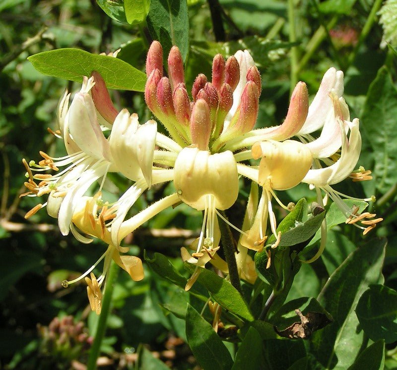 European Honeysuckle (Lonicera periclymenum) - Ladybird Nursery