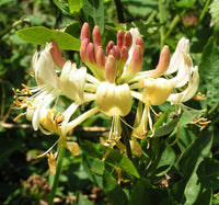 European Honeysuckle (Lonicera periclymenum)